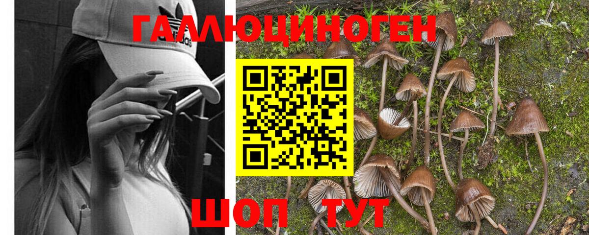 Псилоцибиновые грибы GOLDEN TEACHER Симферополь